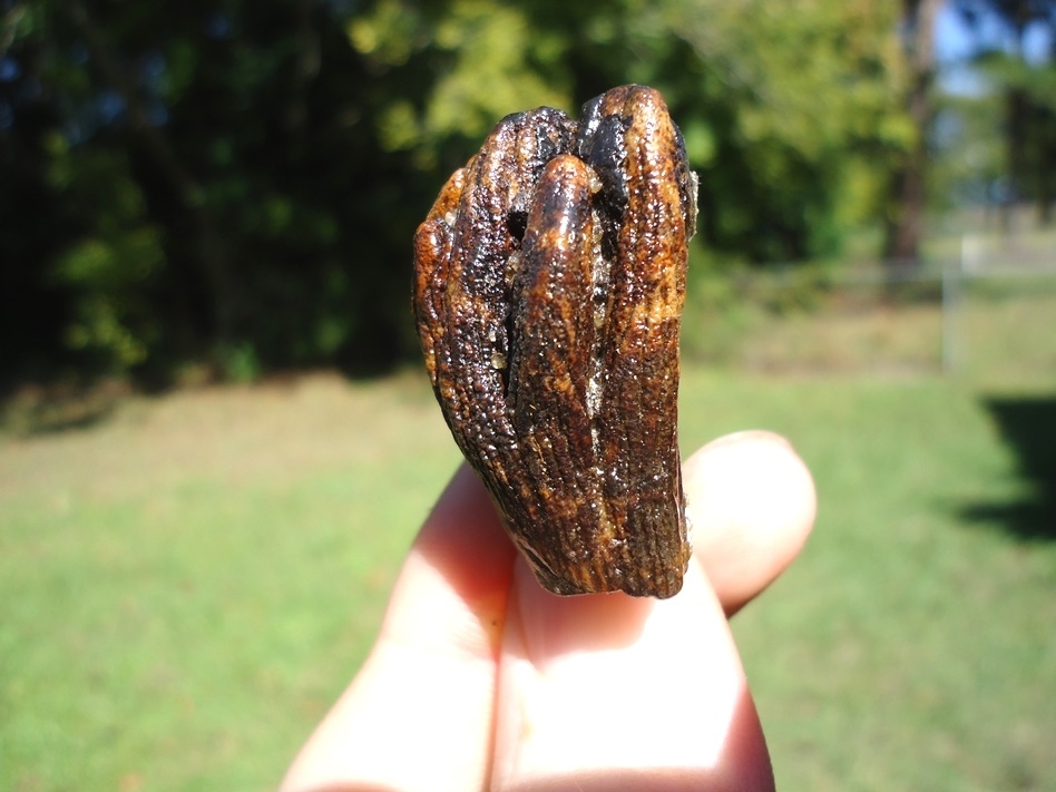 Large image 1 Colorful Juvenile Mammoth Tooth