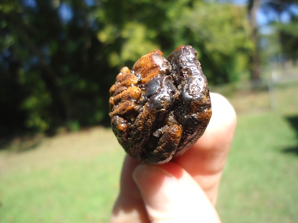 Large image 2 Colorful Juvenile Mammoth Tooth