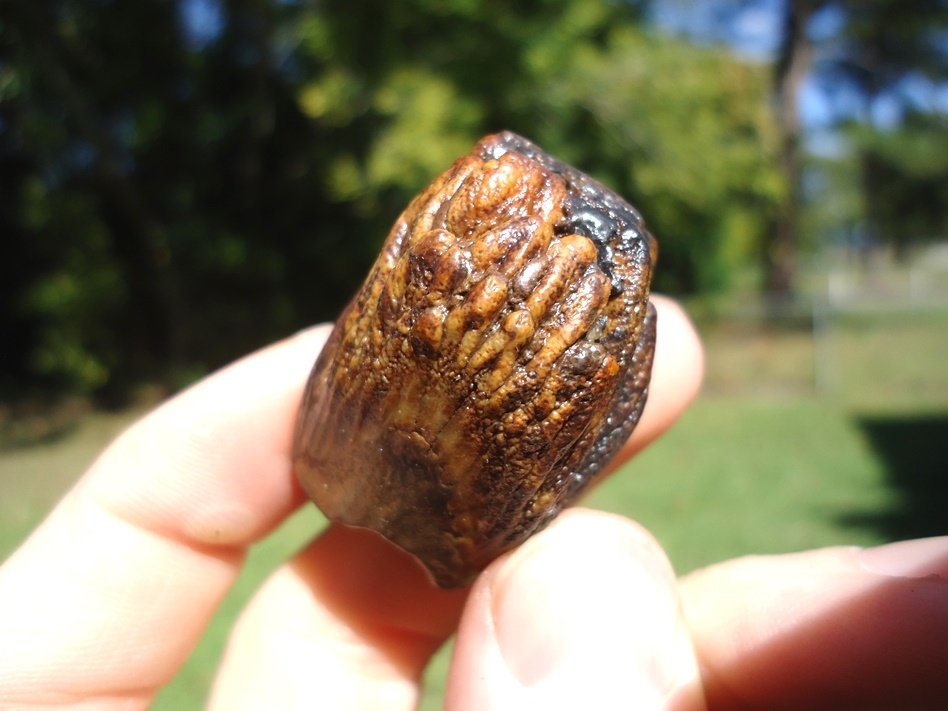 Large image 3 Colorful Juvenile Mammoth Tooth