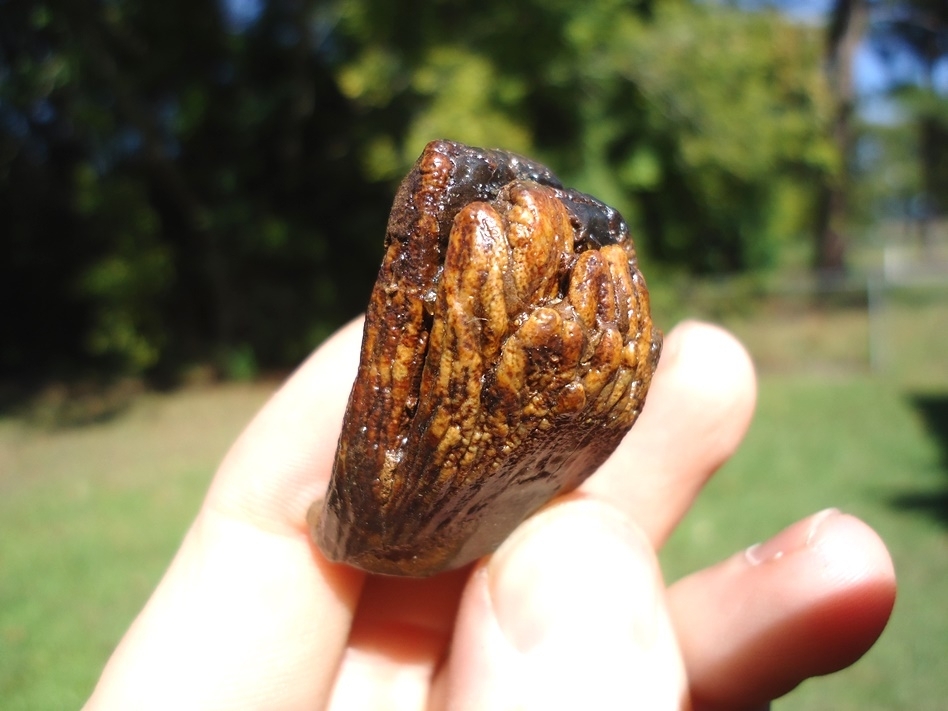 Large image 4 Colorful Juvenile Mammoth Tooth