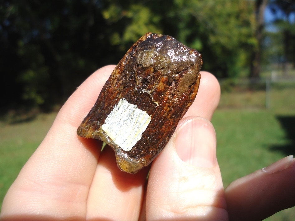 Large image 5 Colorful Juvenile Mammoth Tooth