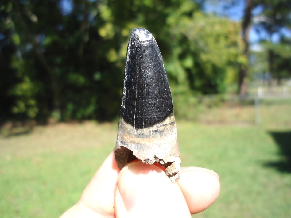 Large image 1 Large 1 5/8' Alligator Tooth from Leisey Shell Pit