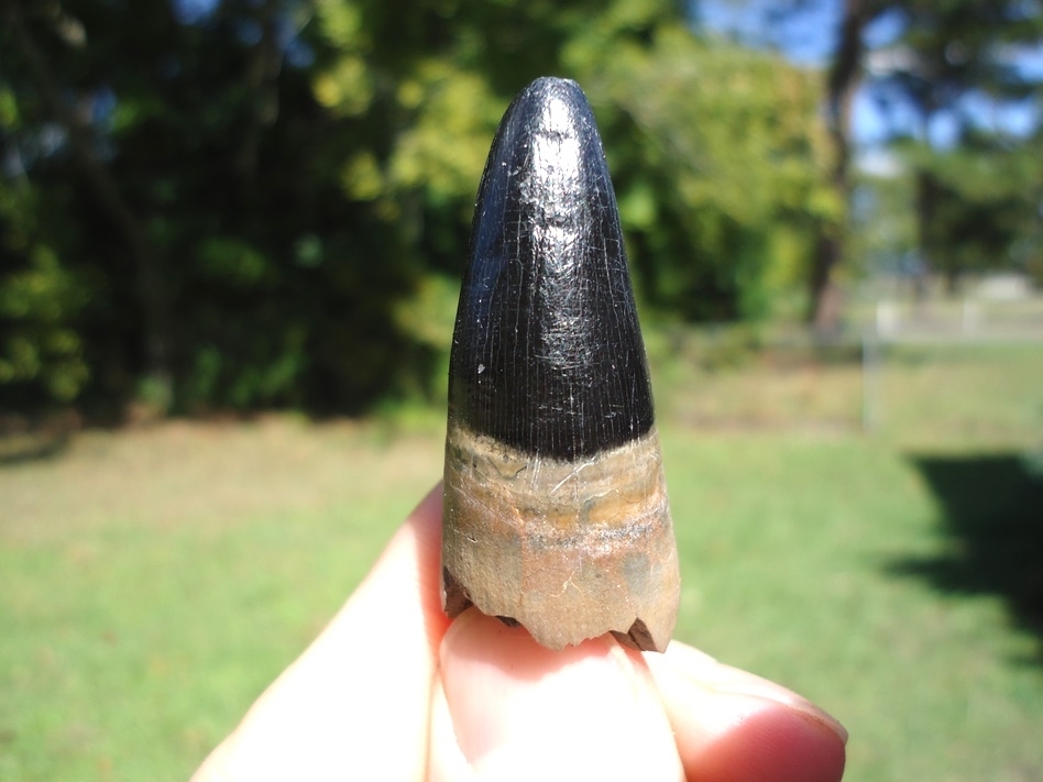 Large image 2 Large 1 5/8' Alligator Tooth from Leisey Shell Pit