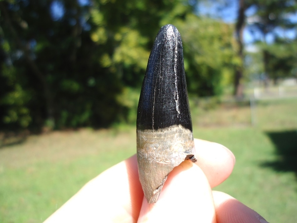 Large image 3 Large 1 5/8' Alligator Tooth from Leisey Shell Pit