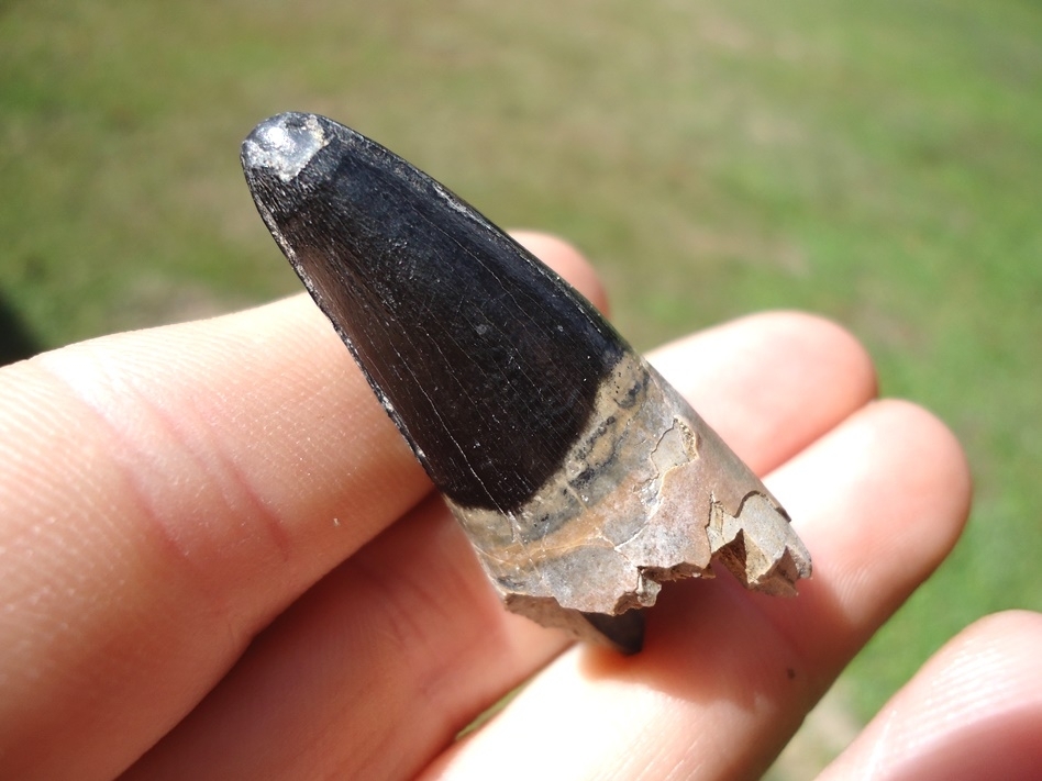 Large image 4 Large 1 5/8' Alligator Tooth from Leisey Shell Pit