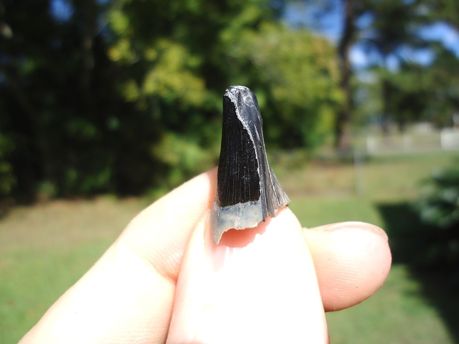 Large image 1 Alligator Tooth with Unique Wear Pattern