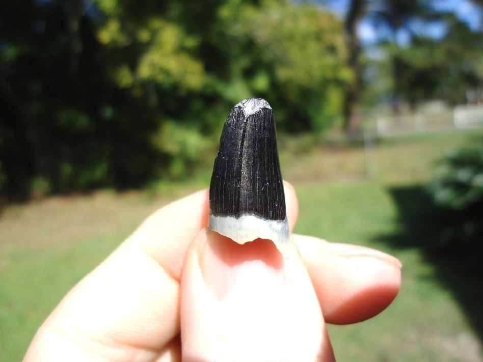 Large image 2 Alligator Tooth with Unique Wear Pattern