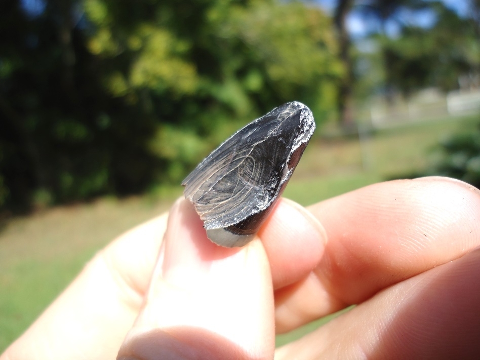 Large image 3 Alligator Tooth with Unique Wear Pattern