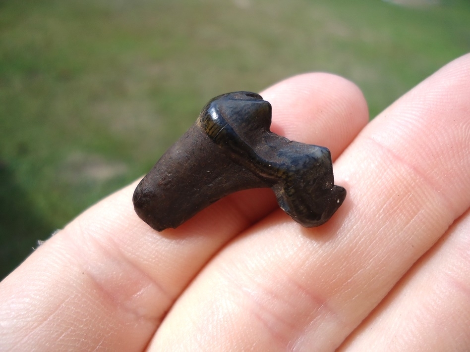 Large image 3 Nice Black Bear Lower Molar