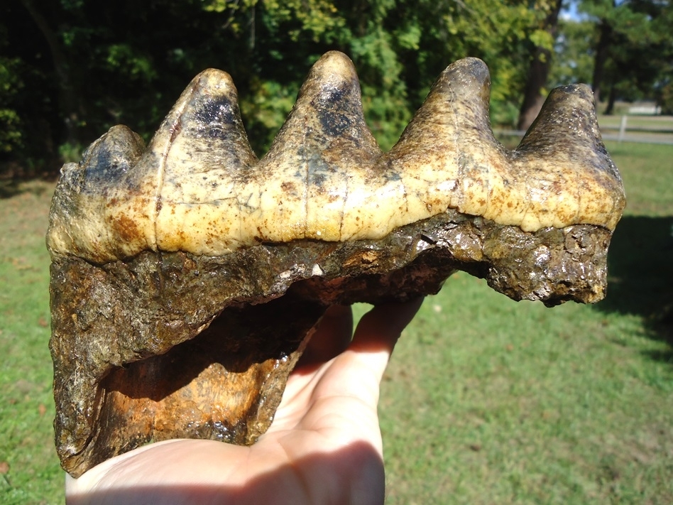 Large image 1 Massive Five Hump Mastodon Tooth