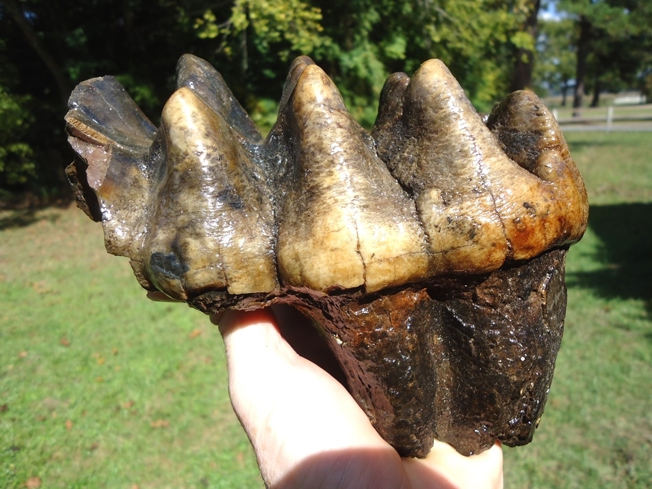 Large image 2 Massive Five Hump Mastodon Tooth