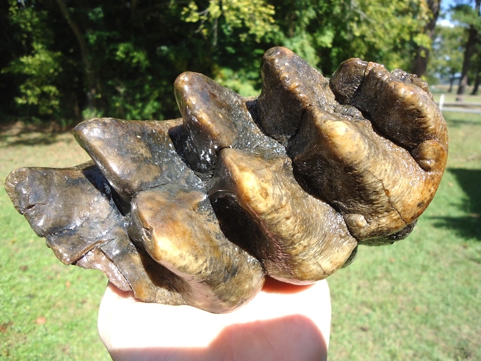 Large image 3 Massive Five Hump Mastodon Tooth