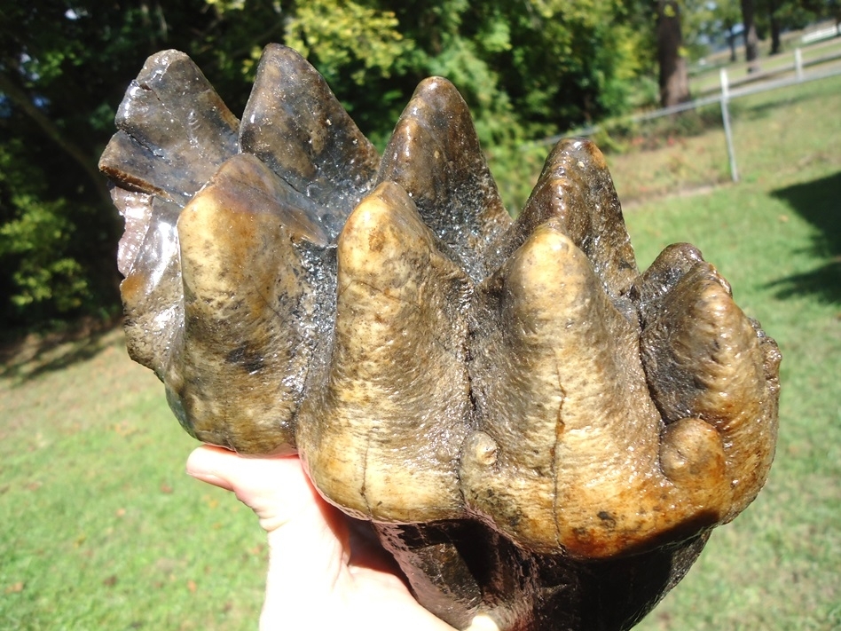 Large image 4 Massive Five Hump Mastodon Tooth