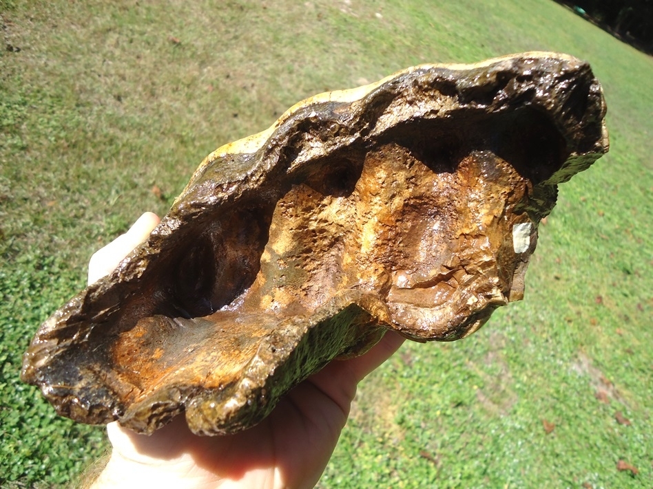 Large image 5 Massive Five Hump Mastodon Tooth