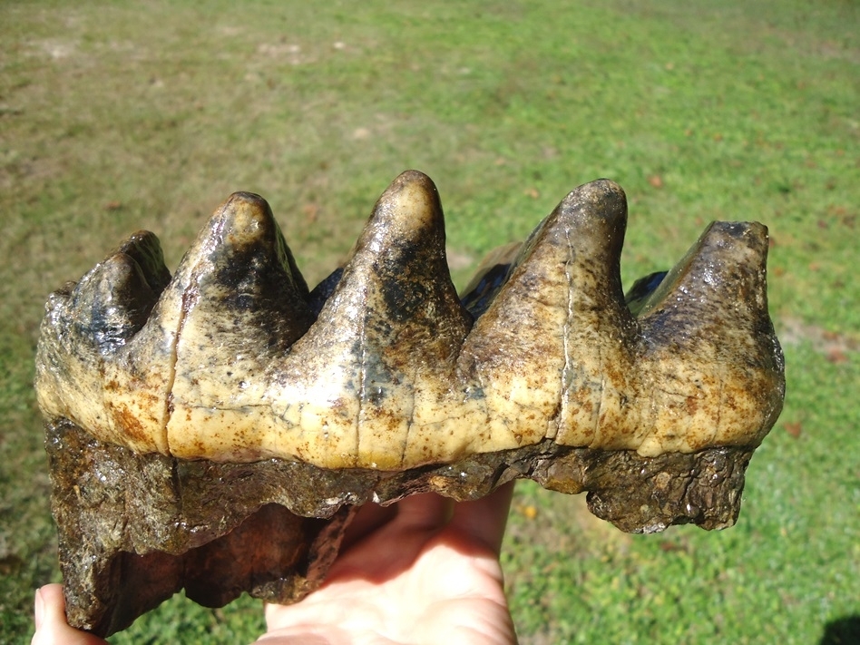 Large image 6 Massive Five Hump Mastodon Tooth