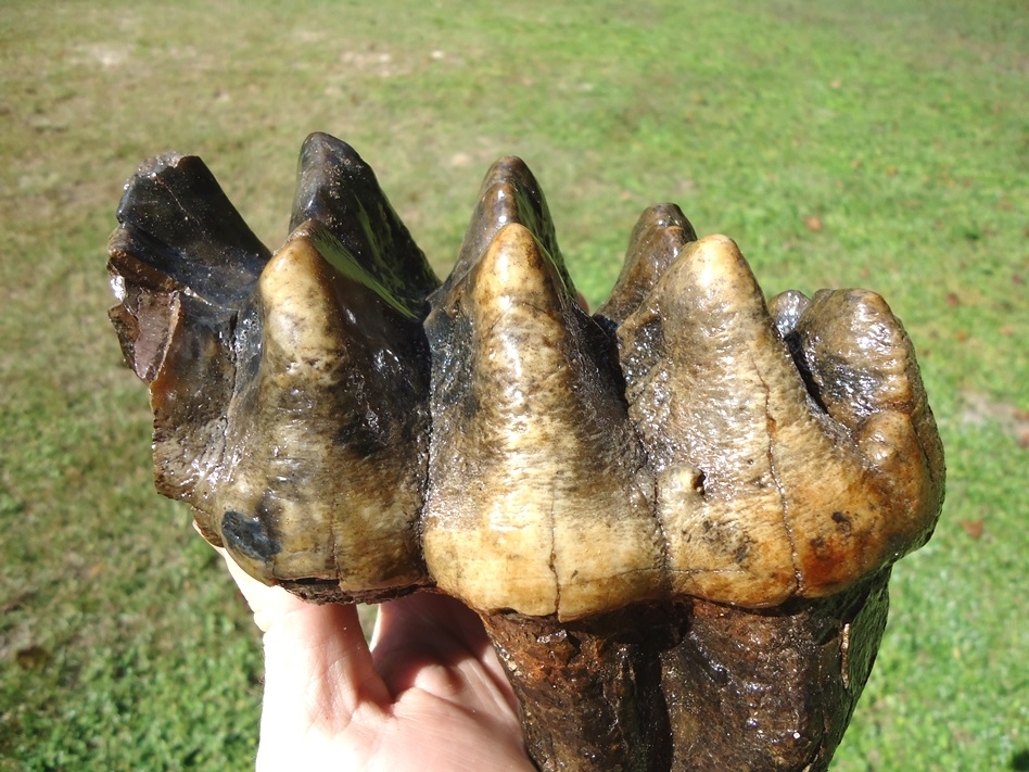 Large image 7 Massive Five Hump Mastodon Tooth