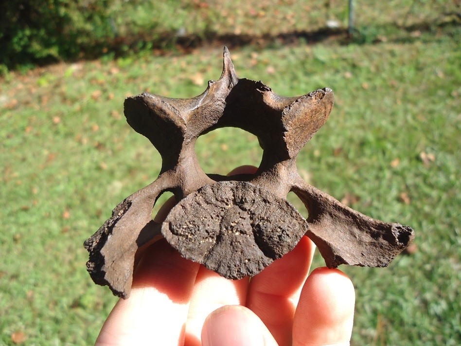 Large image 1 Very Scarce Capybara Cervical Vertebra