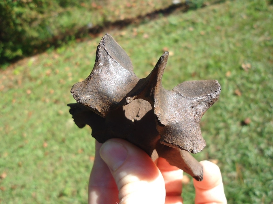 Large image 2 Very Scarce Capybara Cervical Vertebra