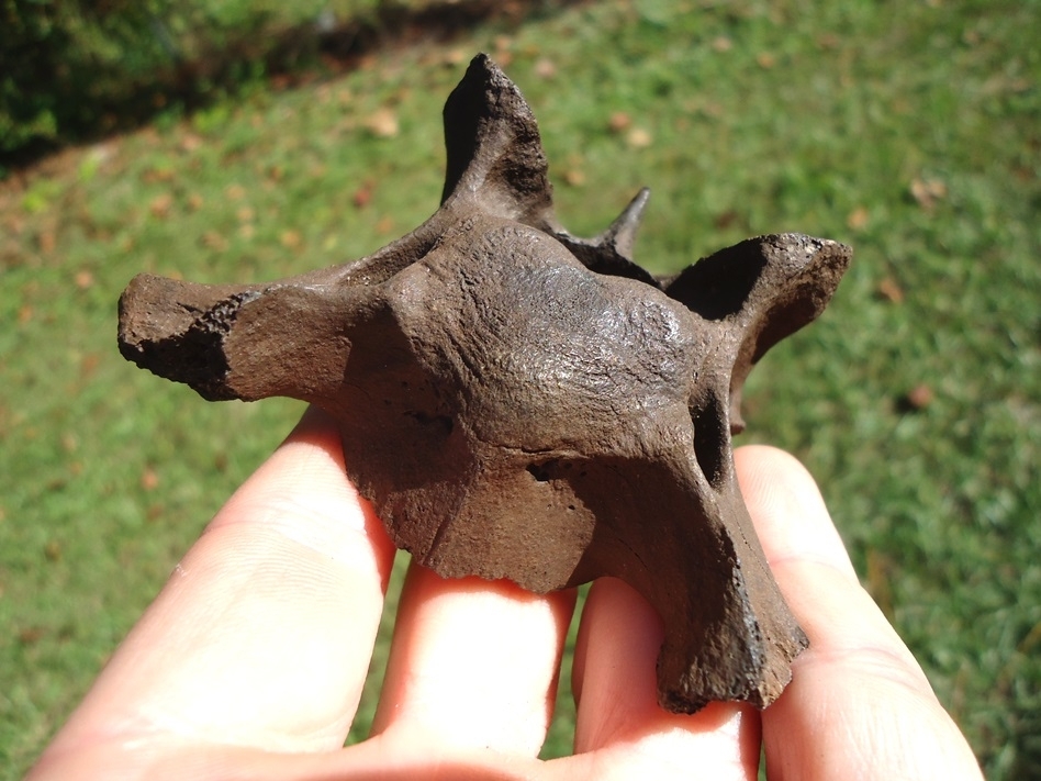 Large image 3 Very Scarce Capybara Cervical Vertebra