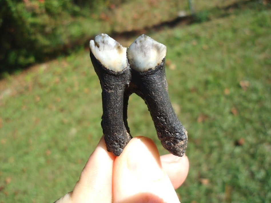 Large image 1 Quality Fully Rooted Llama Tooth