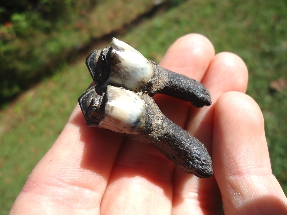 Large image 3 Quality Fully Rooted Llama Tooth