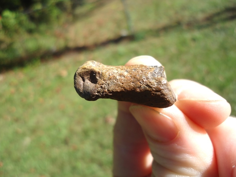 Large image 1 Rare Giant Beaver Medial Phalanx