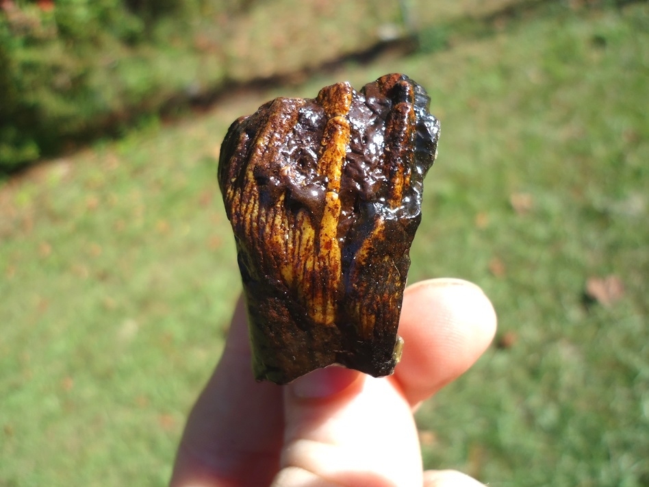 Large image 1 Colorful Juvenile Mammoth Tooth