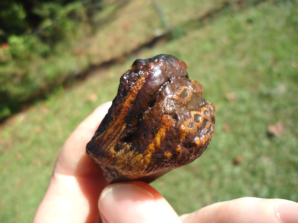 Large image 3 Colorful Juvenile Mammoth Tooth