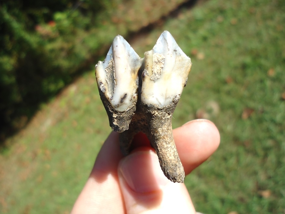 Large image 1 Quality Llama Upper Molar