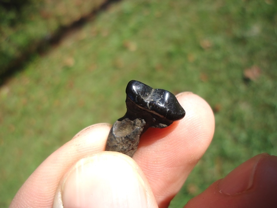 Large image 3 Glossy Jet Black Spectacled Bear Upper Premolar