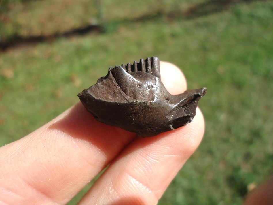 Large image 1 Muskrat Mandible with Three Teeth