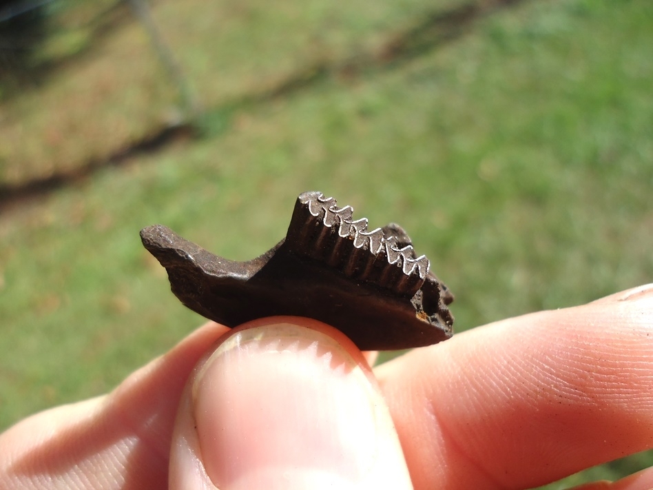 Large image 2 Muskrat Mandible with Three Teeth