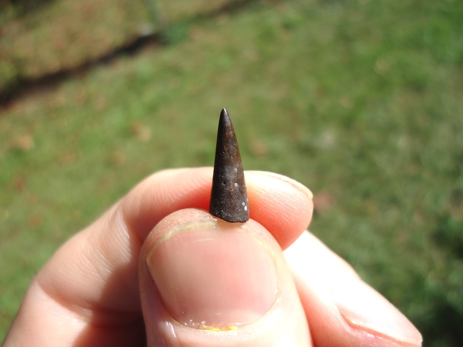 Large image 1 Uncommon Alligator Gar Tooth