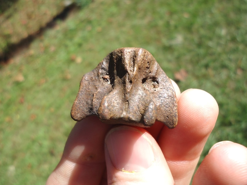 Large image 1 Top Quality Lesser Giant Armadillo Caudal Vertebra