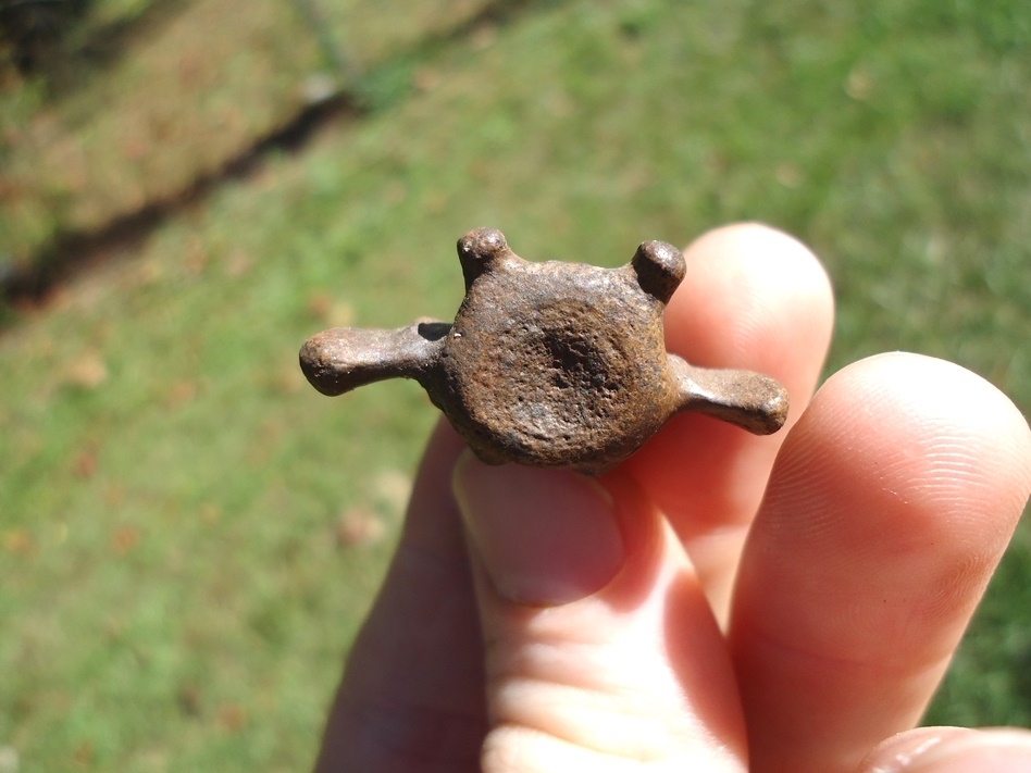 Large image 2 Top Quality Lesser Giant Armadillo Caudal Vertebra