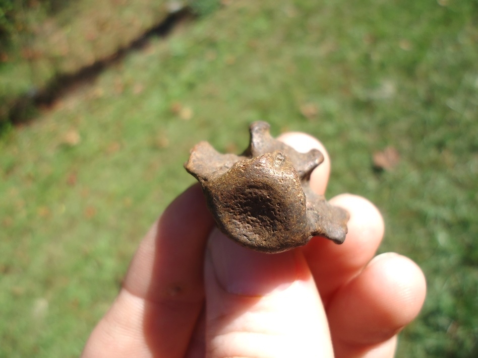 Large image 3 Top Quality Lesser Giant Armadillo Caudal Vertebra