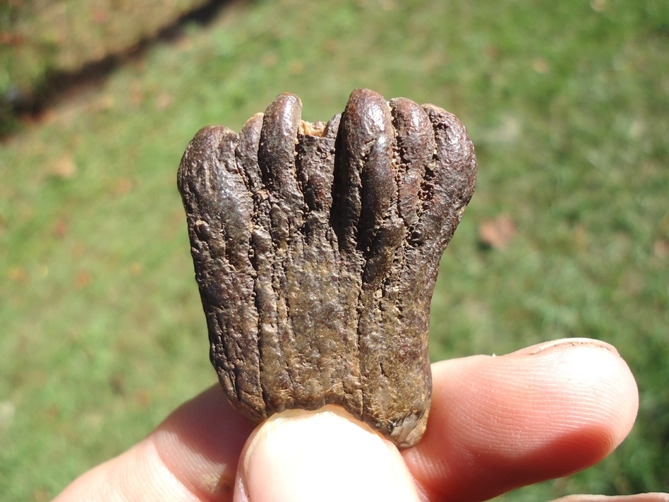 Large image 1 Unique Juvenile Mammoth Tooth Plate