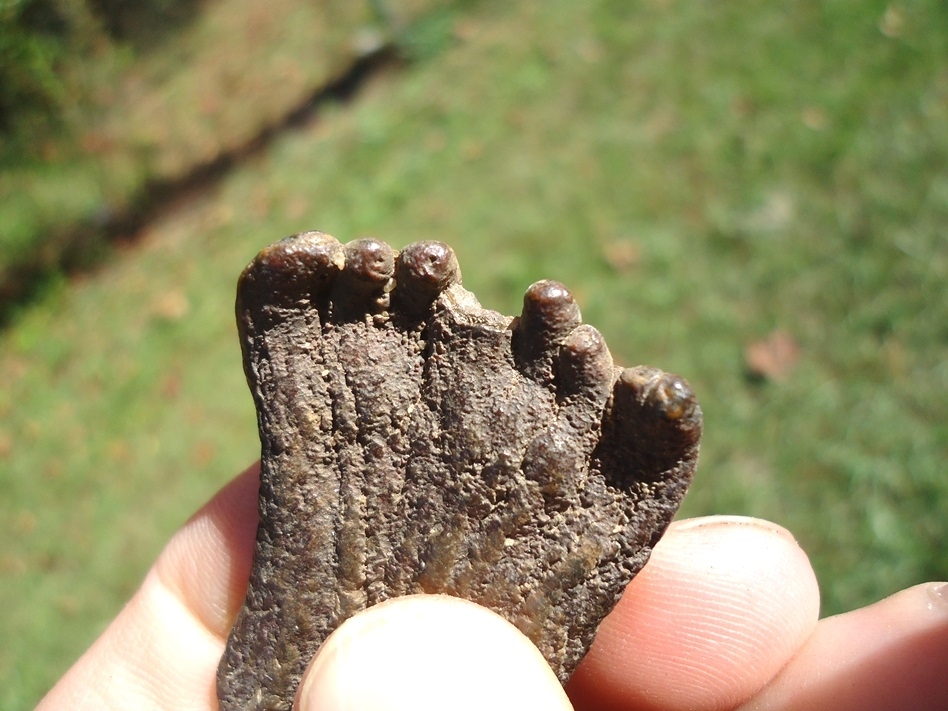 Large image 3 Unique Juvenile Mammoth Tooth Plate