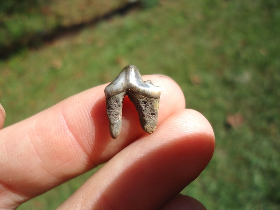 Large image 1 Perfect Coyote Premolar Tooth