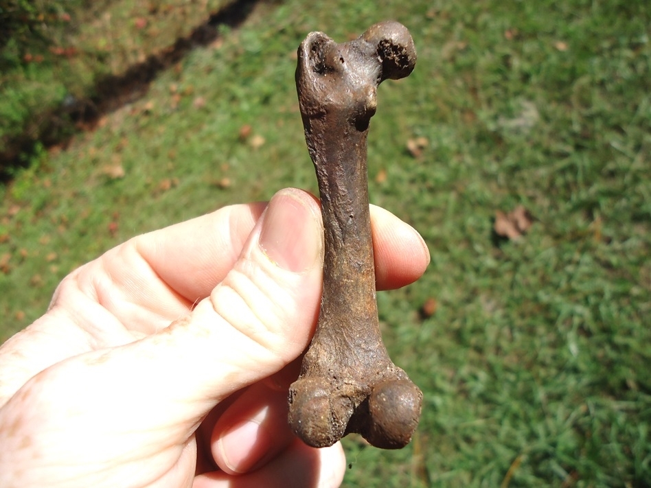 Large image 1 Excellent Otter Femur