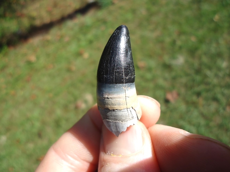 Large image 1 Rooted Alligator Tooth from Leisey Shell Pit