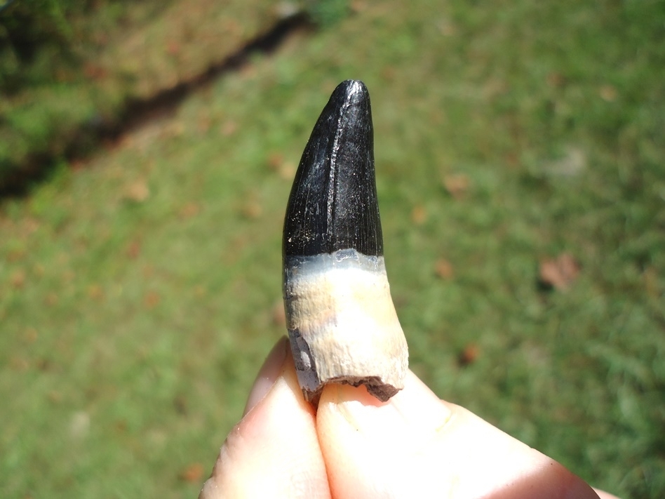 Large image 2 Rooted Alligator Tooth from Leisey Shell Pit