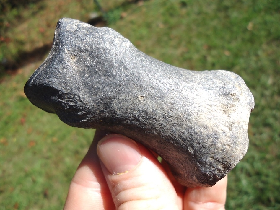 Large image 1 Top Quality Horse Proximal Phalanx from Leisey Shell Pit