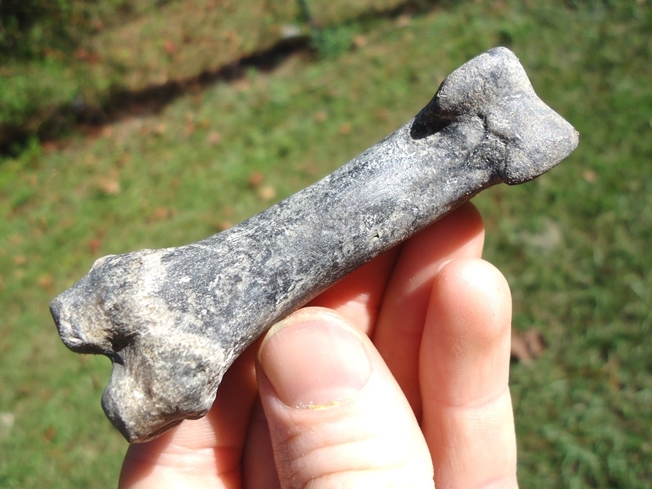 Large image 2 Top Quality Llama Proximal Phalanx from Leisey Shell Pit