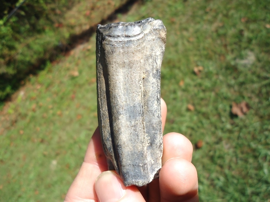 Large image 1 Excellent Horse Tooth from Leisey Shell Pit