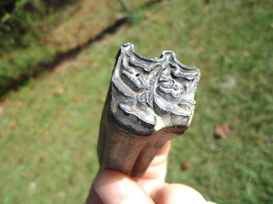 Large image 2 Excellent Horse Tooth from Leisey Shell Pit