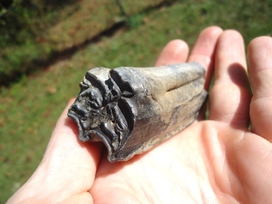 Large image 3 Excellent Horse Tooth from Leisey Shell Pit