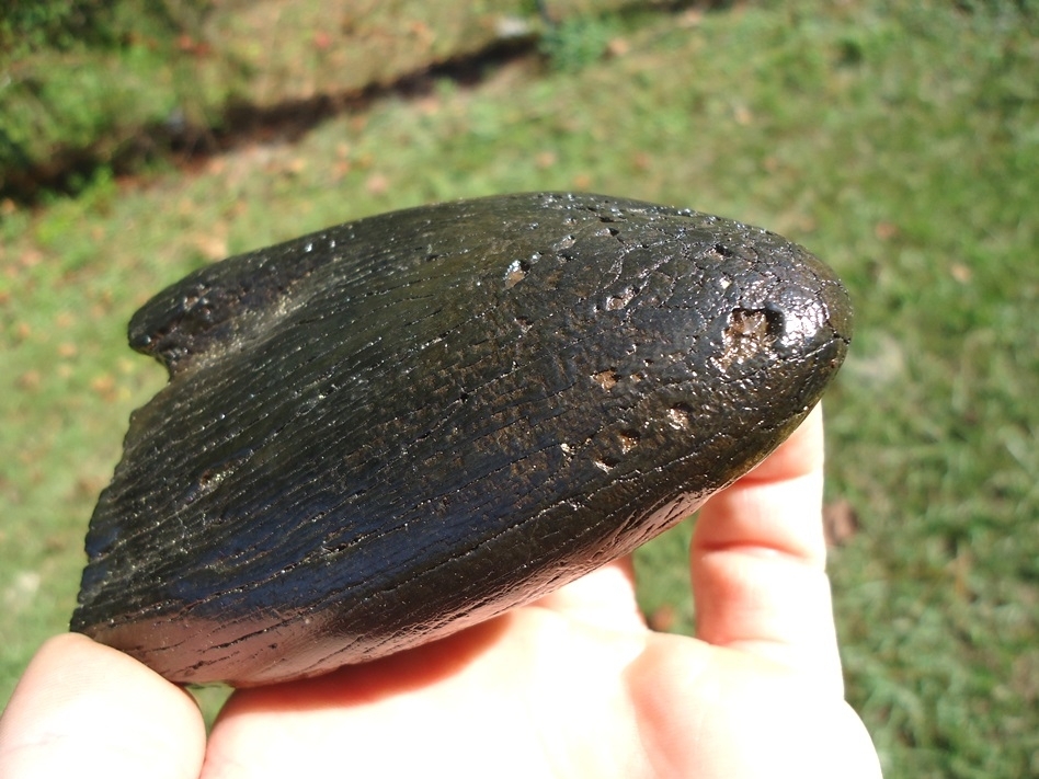 Large image 1 Beautiful Mammoth Tusk Tip