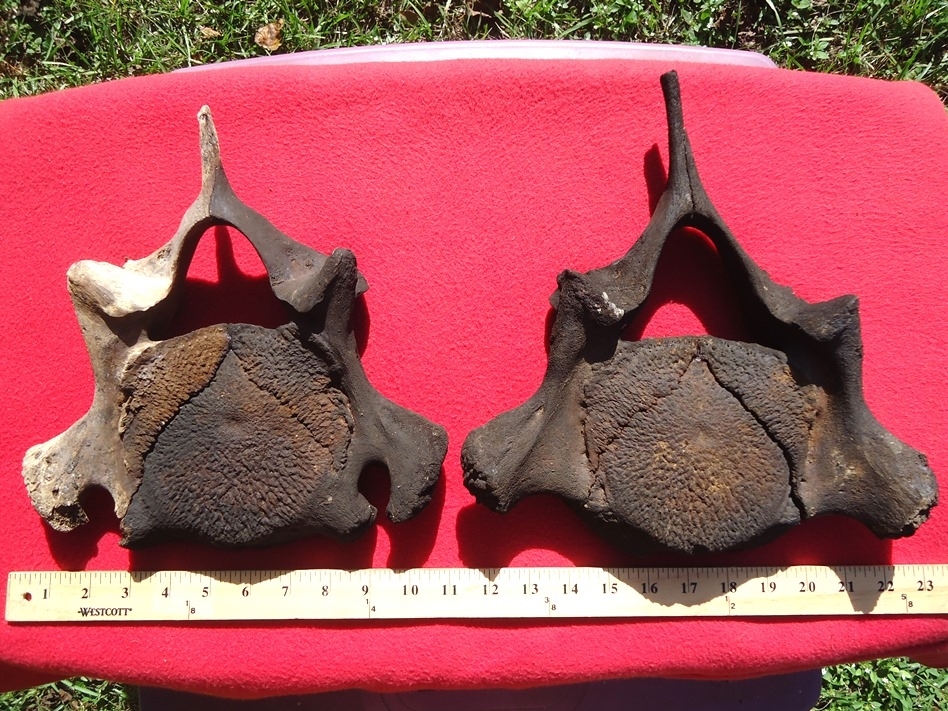 Large image 1 Incredible Matched Pair of Mastodon Cervical Vertebrae