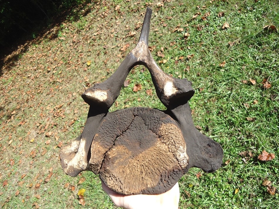 Large image 2 Incredible Matched Pair of Mastodon Cervical Vertebrae